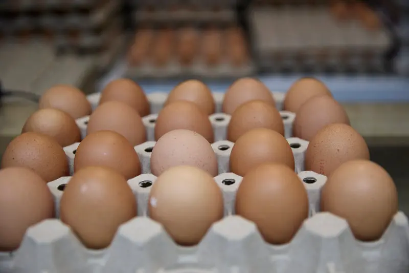 Archivo - La salmonela es la bacteria m&aacute;s frecuentemente asociada a las infecciones alimentarias por consumo de huevos