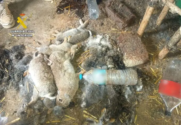 Conejos moribundos hallados en un inmueble de la localidad zaragozana de de &Eacute;pila