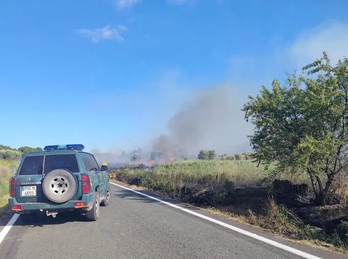 Un incendio afecta a una finca de olivos en Corella.