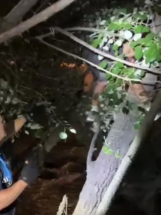 Un joven de 18 a&ntilde;os tuvo que ser asistido por la Polic&iacute;a Local de Tudela despu&eacute;s de subirse a un &aacute;rbol de unos cinco metros de altura junto al r&iacute;o Queiles