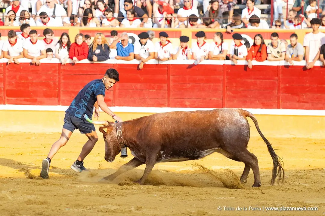 Fiestas de Tudela 2026 Suelta de vaquillas d&iacute;a 25 4