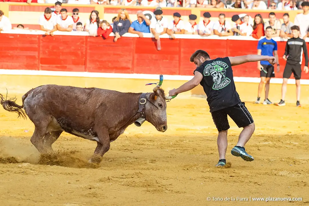 Fiestas de Tudela 2026 Suelta de vaquillas d&iacute;a 25 5