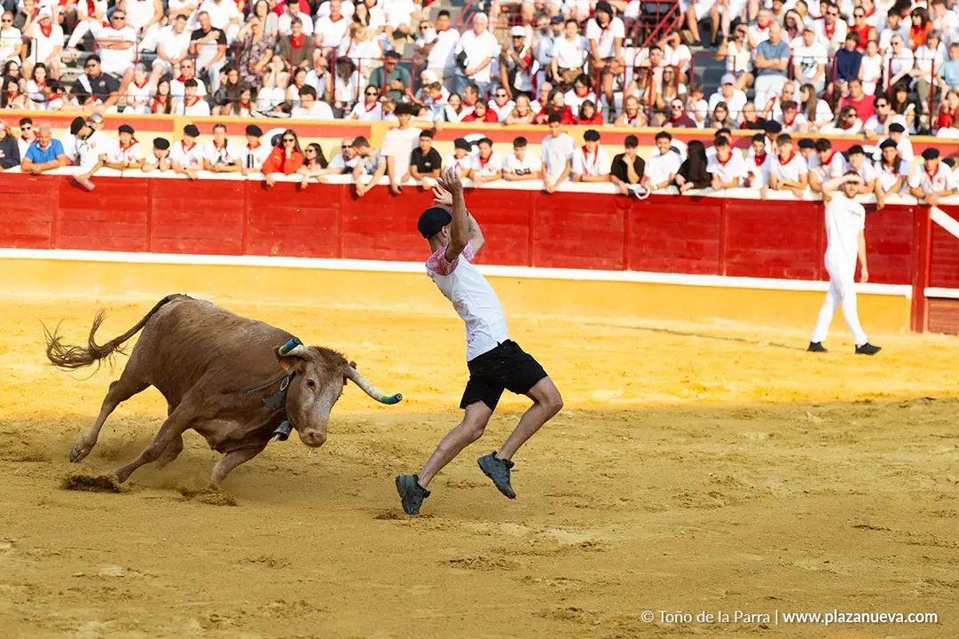 Fiestas de Tudela 2026 Suelta de vaquillas d&iacute;a 25 10