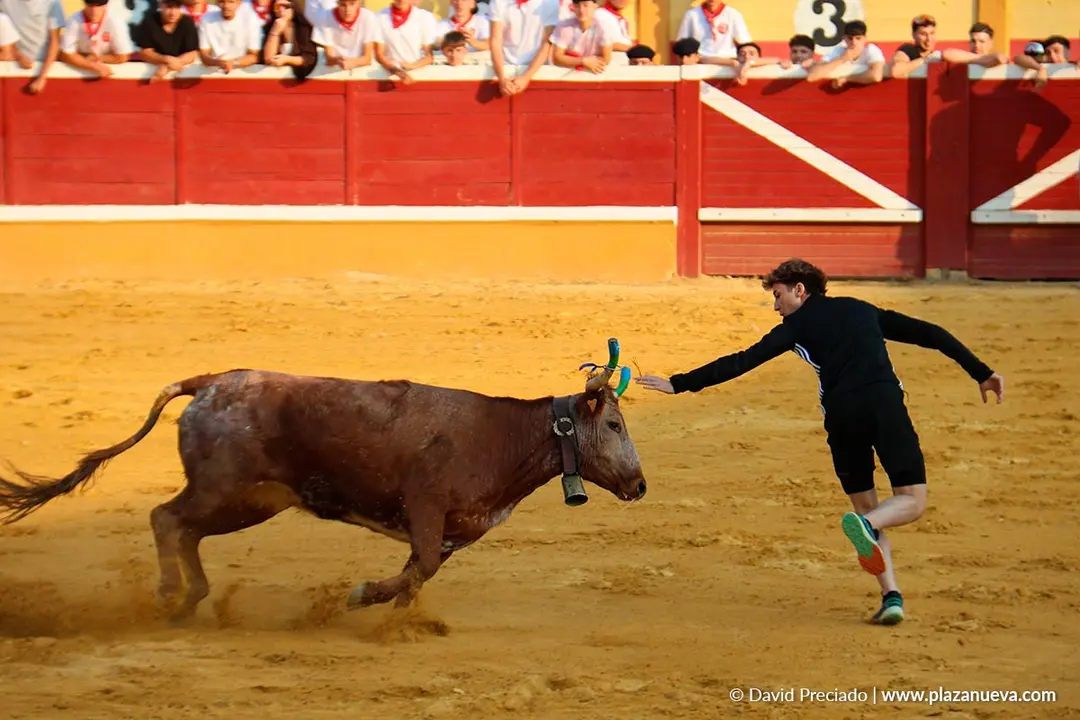 Fiestas de Tudela 2026 Suelta de vaquillas d&iacute;a 25 15