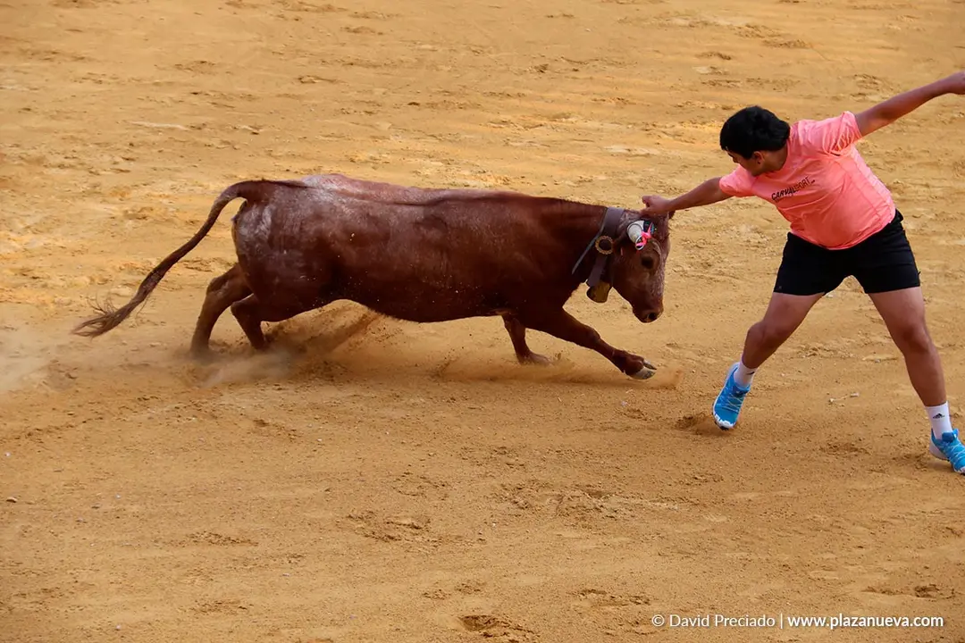 Fiestas de Tudela 2026 Suelta de vaquillas d&iacute;a 25 18