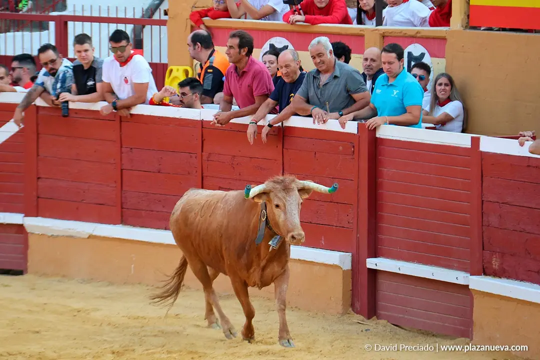 Fiestas de Tudela 2026 Suelta de vaquillas d&iacute;a 25 21