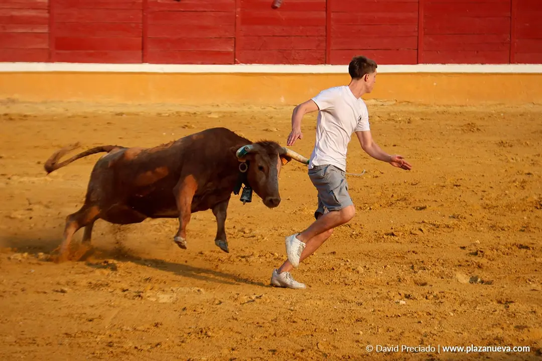 Fiestas de Tudela 2026 Suelta de vaquillas d&iacute;a 25 22