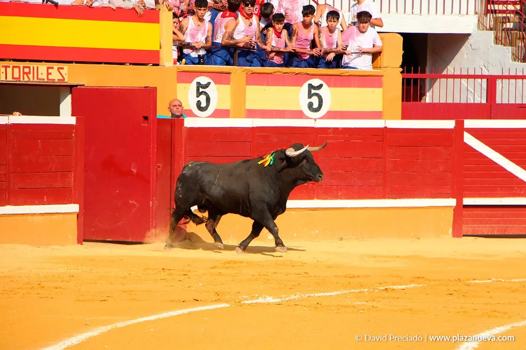 Fiestas de Tudela 2026 Novillada 13