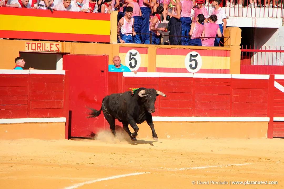 Fiestas de Tudela 2026 Novillada 23