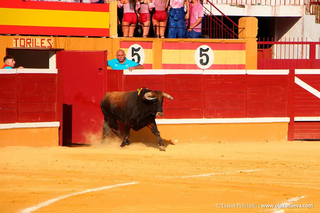Fiestas de Tudela 2026 Novillada 32