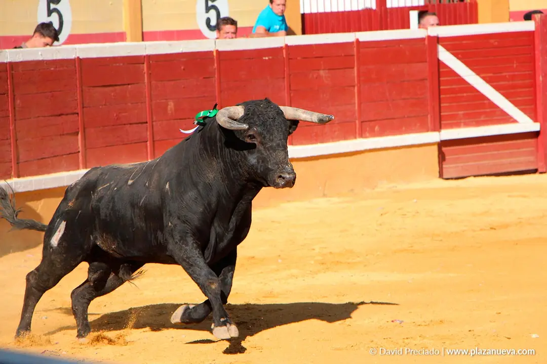Fiestas de Tudela 2026 Rejones 11