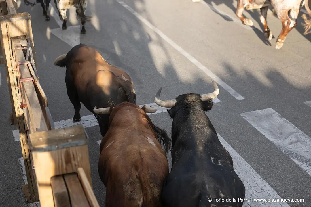 Fiestas de Tudela 2026 Encierro d&iacute;a 27 27