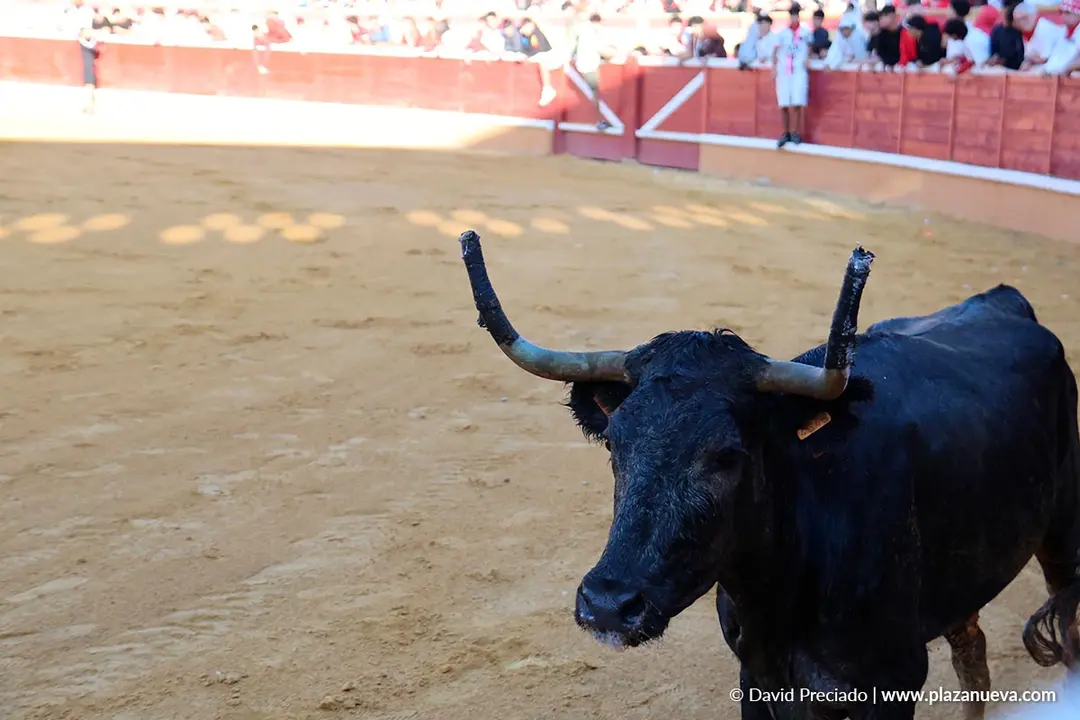 Fiestas de Tudela 2026 Suelta de vaquillas d&iacute;a 27 2