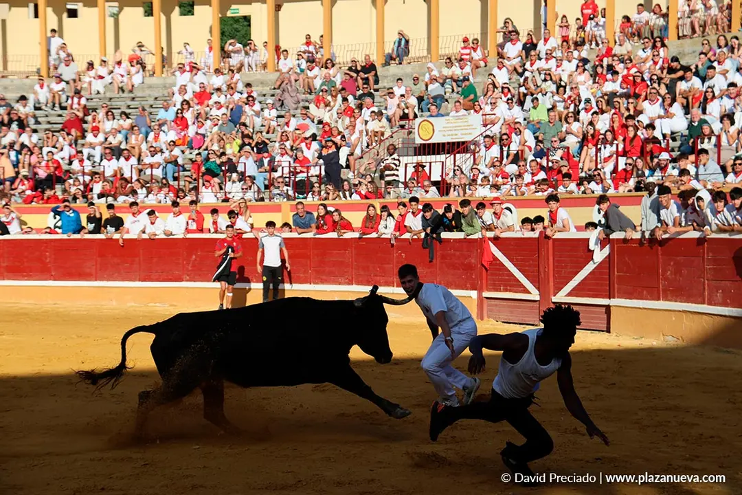 Fiestas de Tudela 2026 Suelta de vaquillas d&iacute;a 27 12