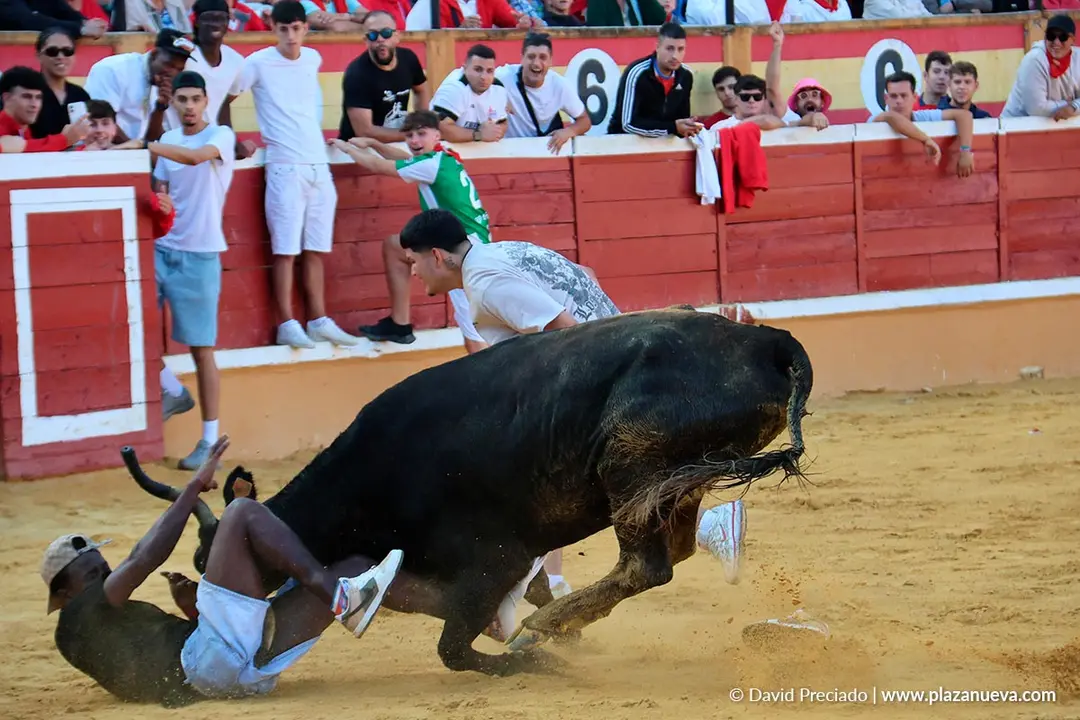Fiestas de Tudela 2026 Suelta de vaquillas d&iacute;a 27 16