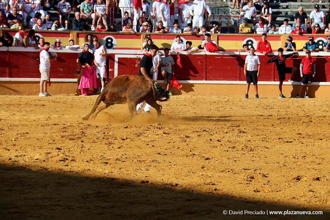 Fiestas de Tudela 2026 Suelta de vaquillas d&iacute;a 27 26