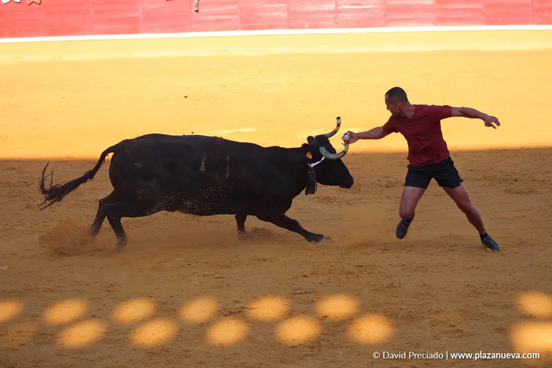 Fiestas de Tudela 2026 Suelta de vaquillas d&iacute;a 28 6