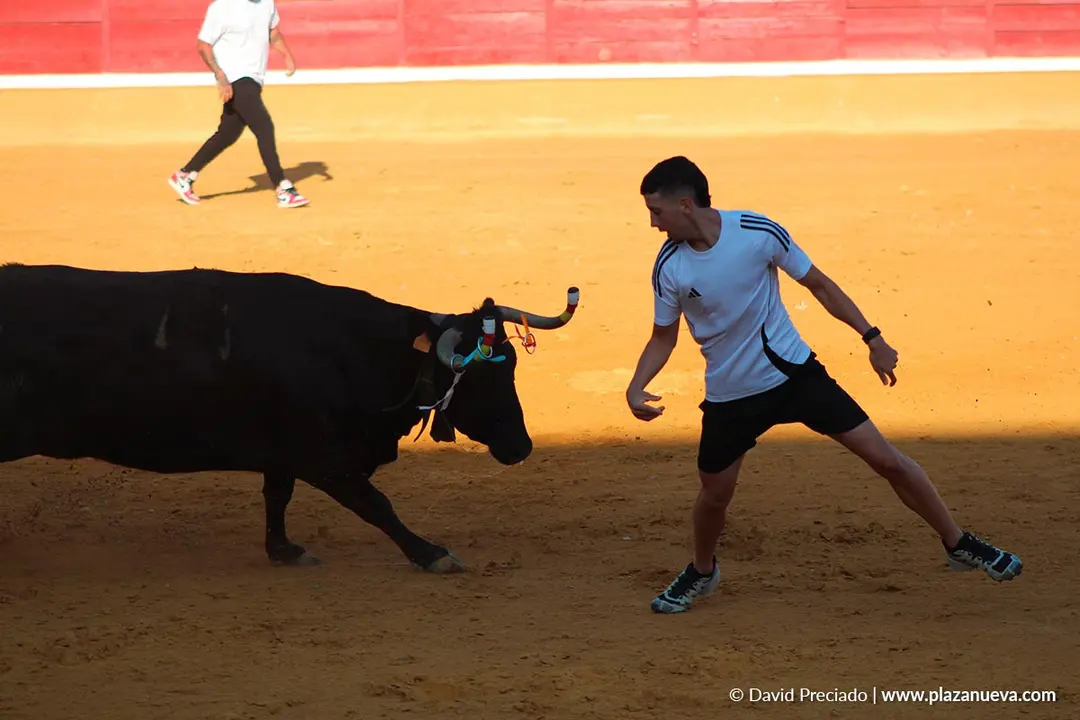 Fiestas de Tudela 2026 Suelta de vaquillas d&iacute;a 28 7