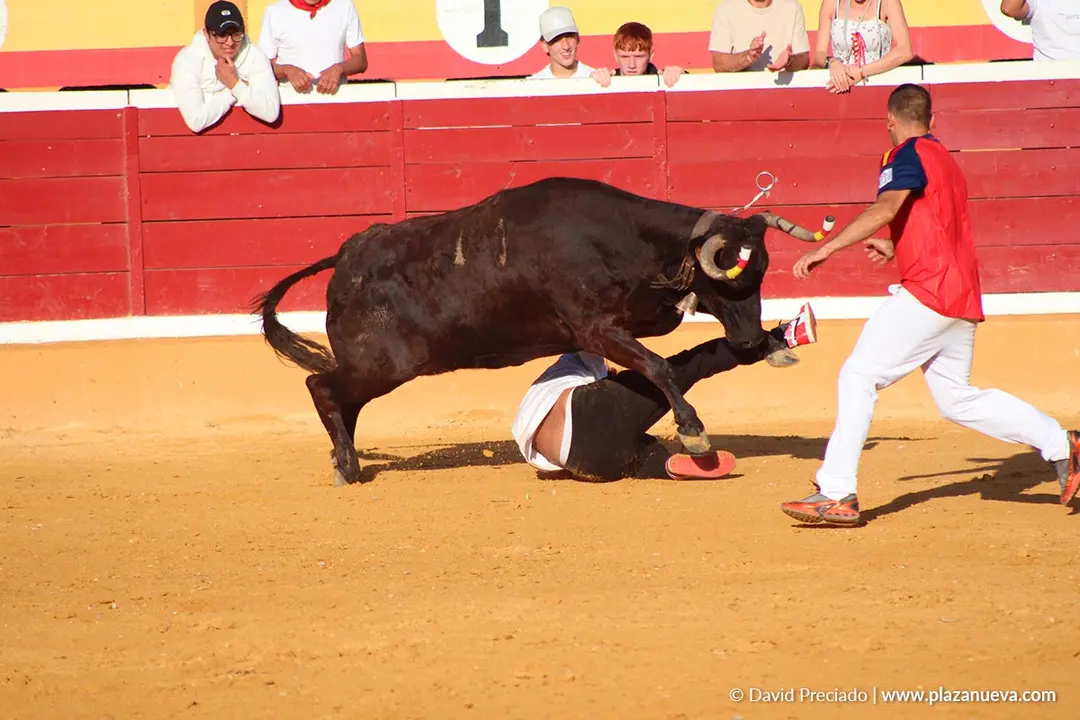 Fiestas de Tudela 2026 Suelta de vaquillas d&iacute;a 28 12