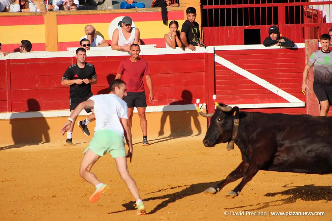 Fiestas de Tudela 2026 Suelta de vaquillas d&iacute;a 28 16