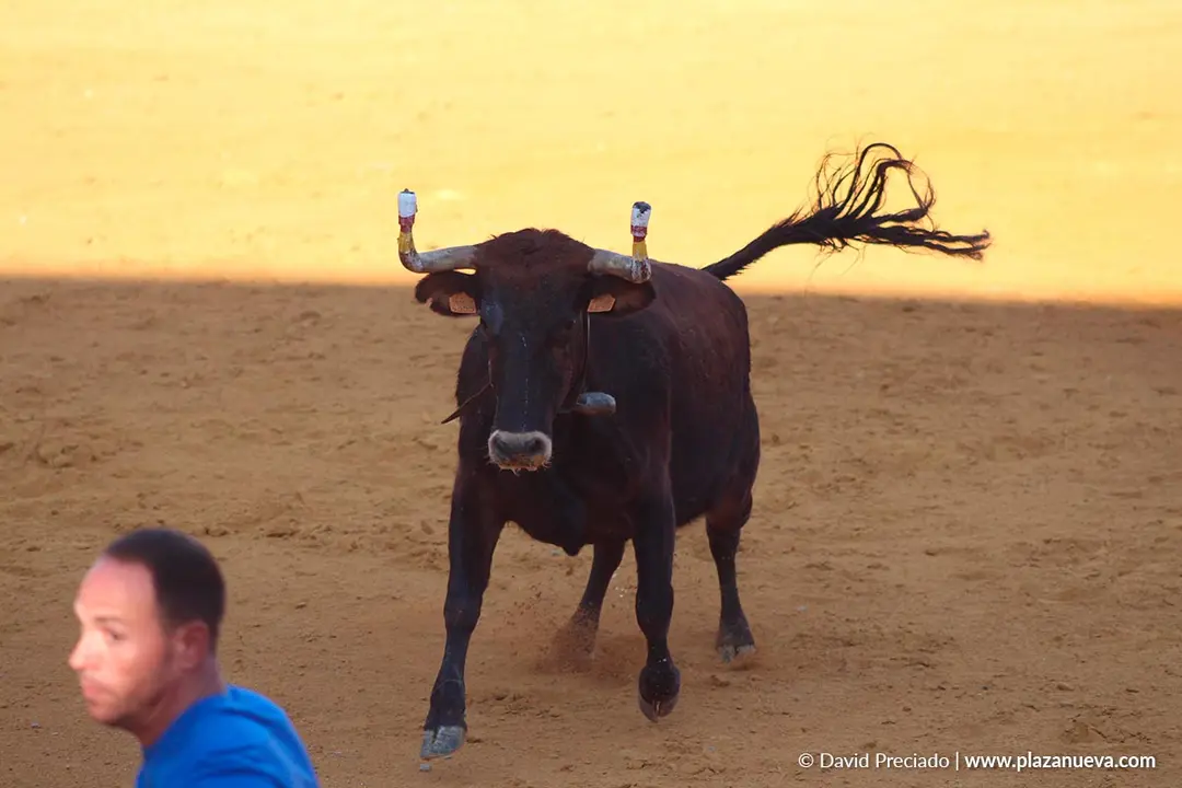 Fiestas de Tudela 2026 Suelta de vaquillas d&iacute;a 28 20