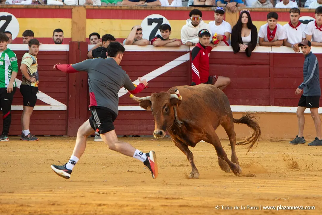 Fiestas de Tudela 2026 Suelta de vaquillas d&iacute;a 28 24