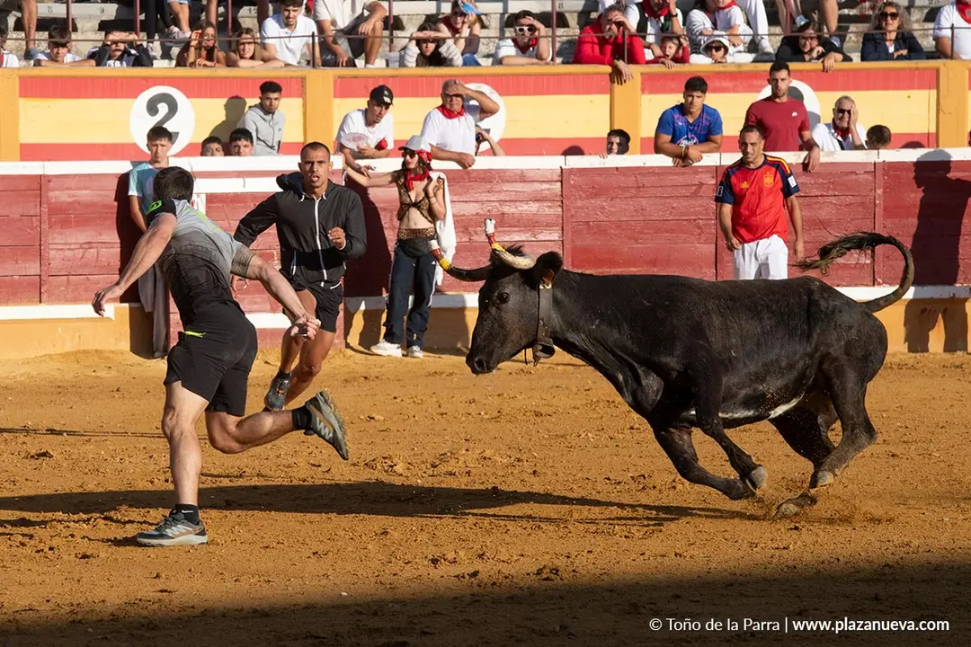 Fiestas de Tudela 2026 Suelta de vaquillas d&iacute;a 28 27