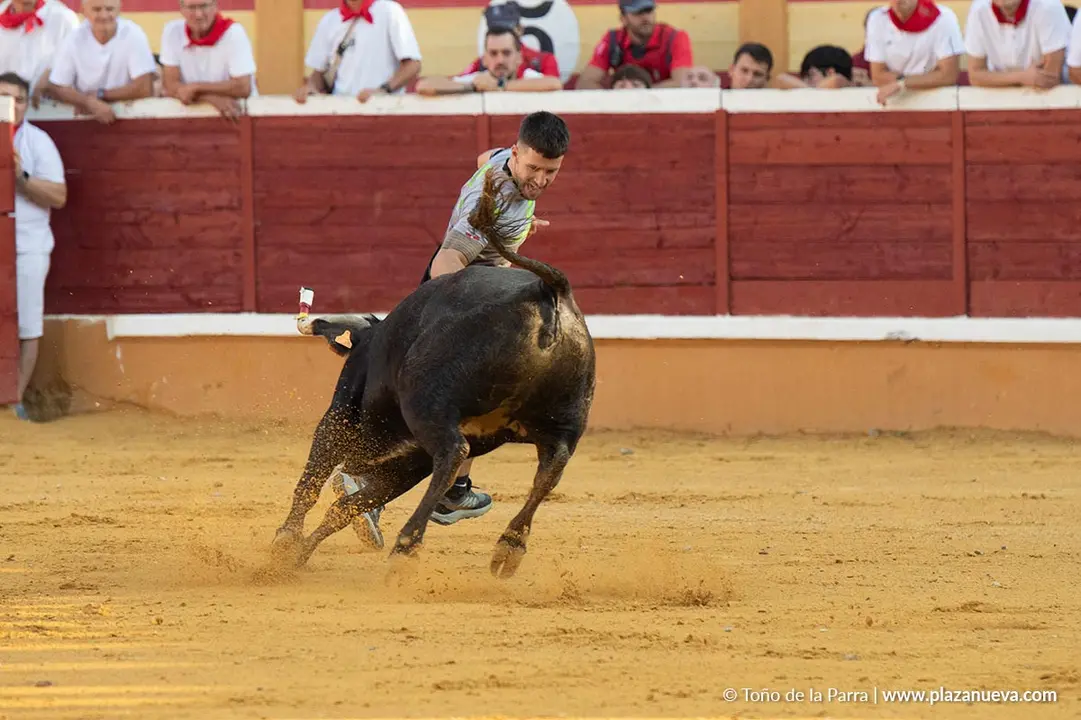 Fiestas de Tudela 2026 Suelta de vaquillas d&iacute;a 28 28