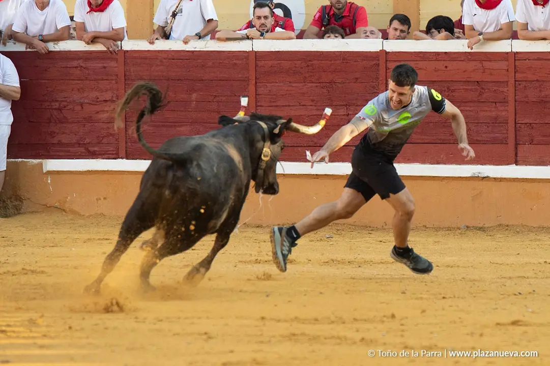 Fiestas de Tudela 2026 Suelta de vaquillas d&iacute;a 28 29