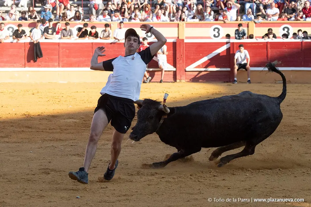 Fiestas de Tudela 2026 Suelta de vaquillas d&iacute;a 28 30