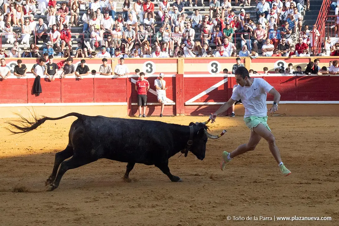 Fiestas de Tudela 2026 Suelta de vaquillas d&iacute;a 28 31