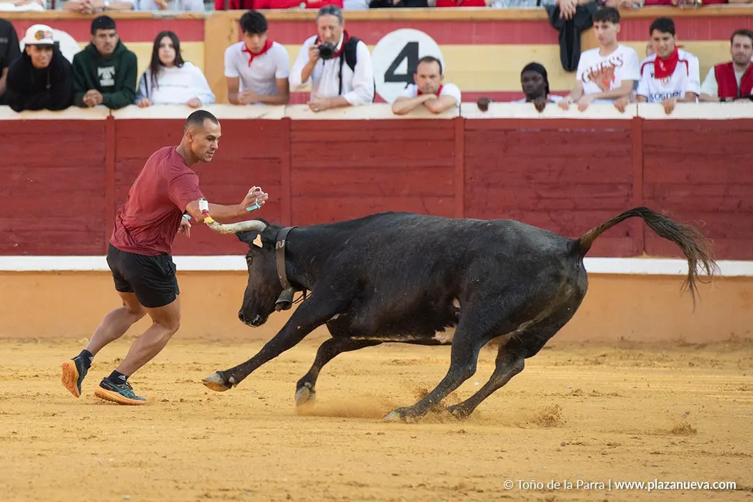 Fiestas de Tudela 2026 Suelta de vaquillas d&iacute;a 28 32