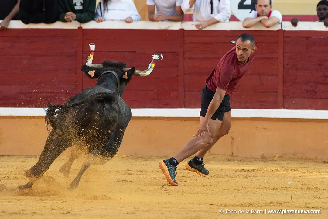 Fiestas de Tudela 2026 Suelta de vaquillas d&iacute;a 28 33