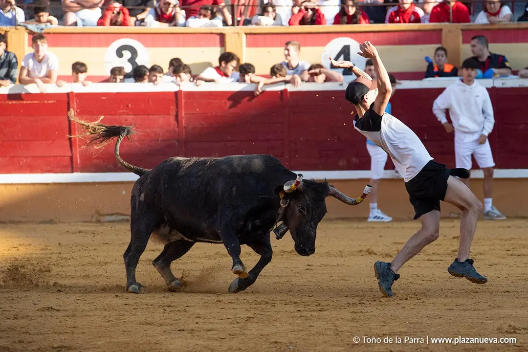 Fiestas de Tudela 2026 Suelta de vaquillas d&iacute;a 28 34
