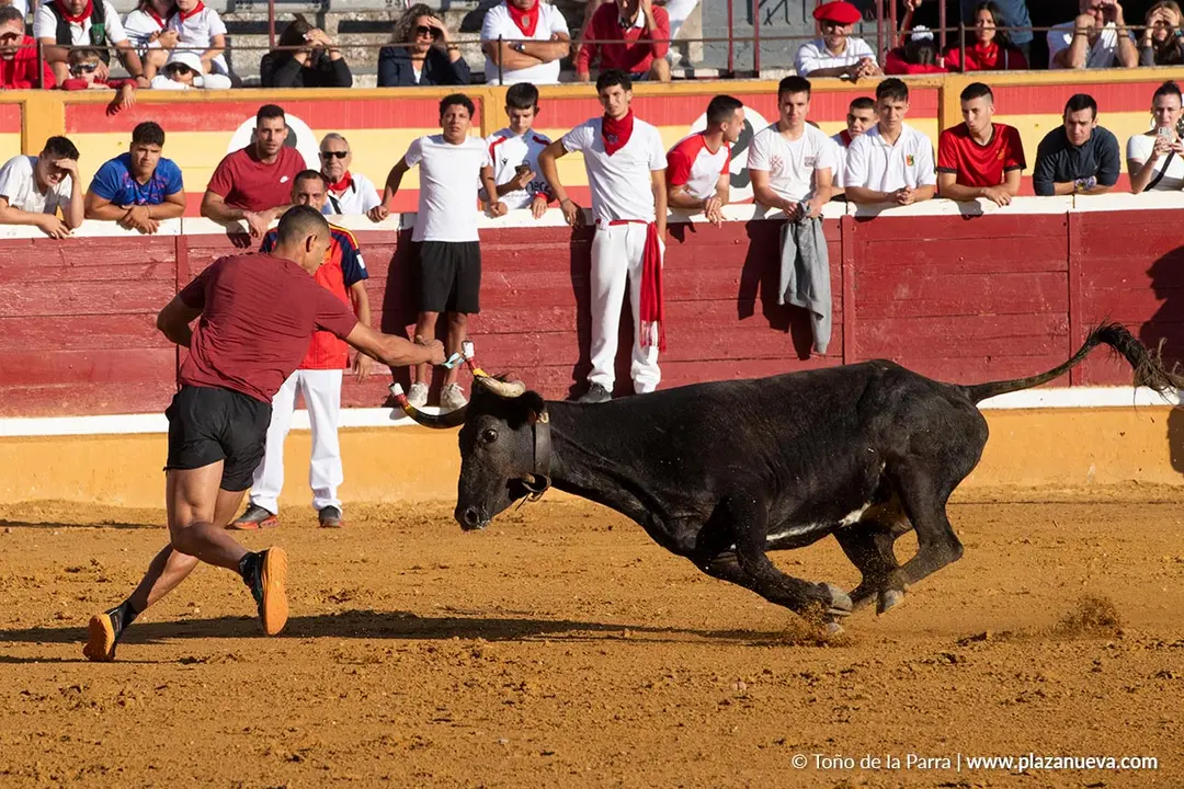Fiestas de Tudela 2026 Suelta de vaquillas d&iacute;a 28 35