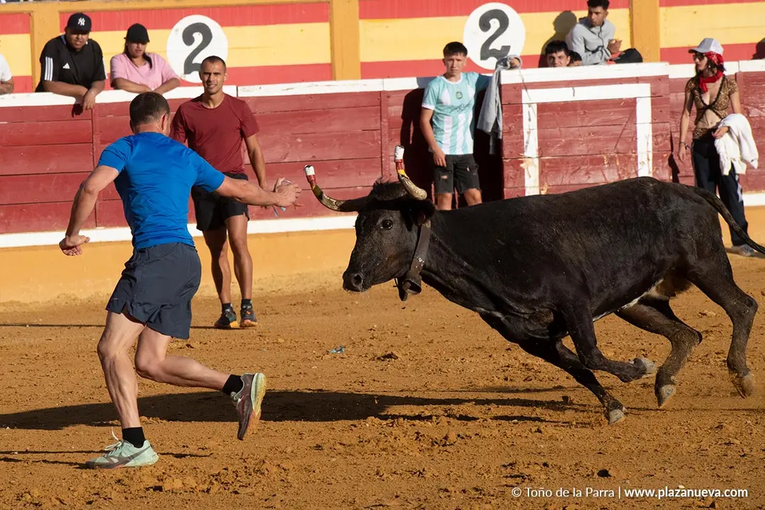 Fiestas de Tudela 2026 Suelta de vaquillas d&iacute;a 28 36