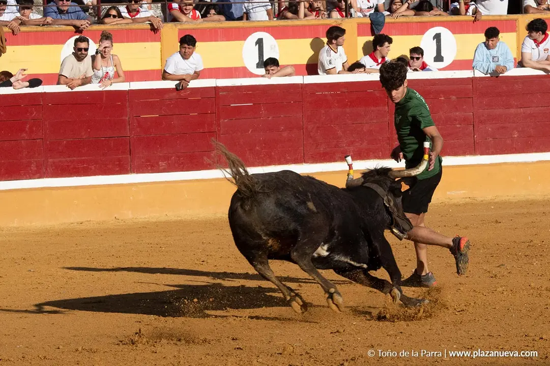 Fiestas de Tudela 2026 Suelta de vaquillas d&iacute;a 28 37