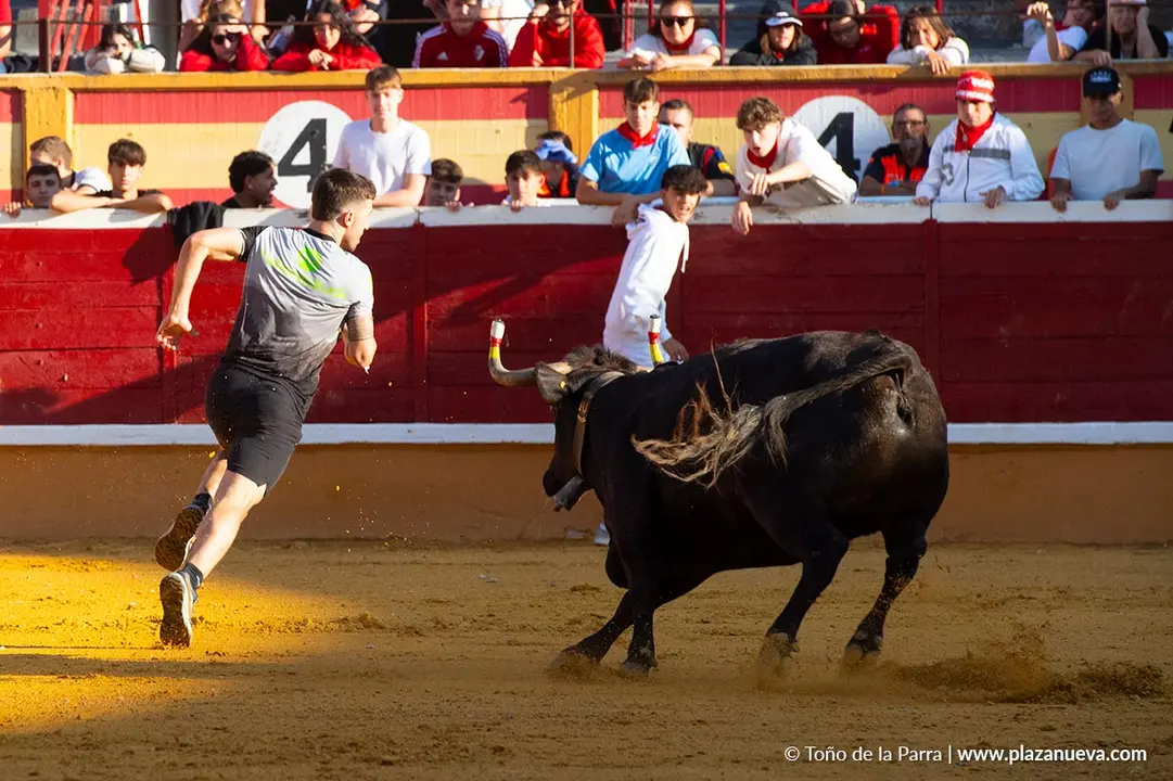Fiestas de Tudela 2026 Suelta de vaquillas d&iacute;a 28 39