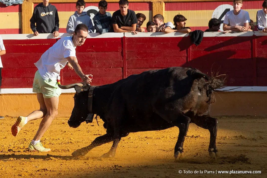 Fiestas de Tudela 2026 Suelta de vaquillas d&iacute;a 28 40