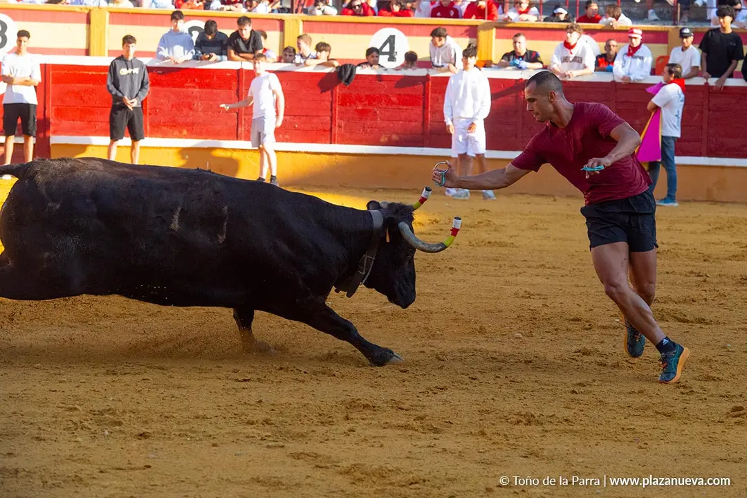 Fiestas de Tudela 2026 Suelta de vaquillas d&iacute;a 28 41