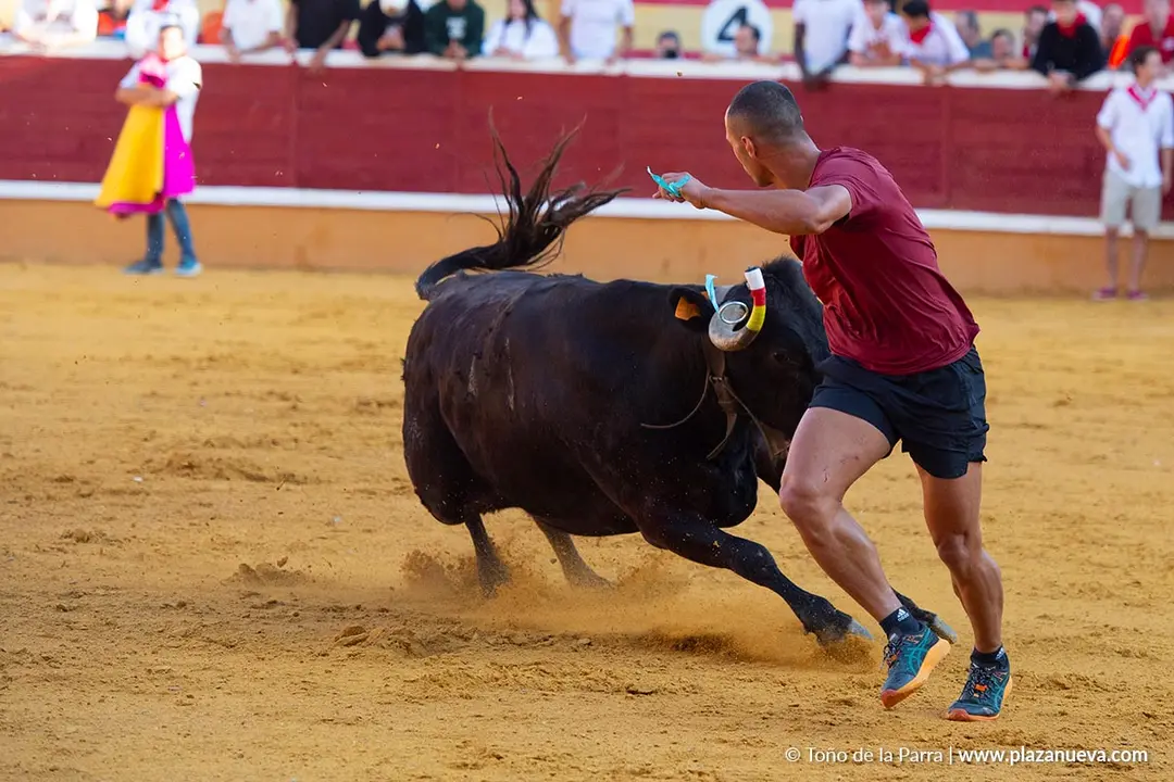 Fiestas de Tudela 2026 Suelta de vaquillas d&iacute;a 28 42