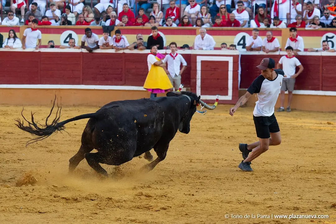 Fiestas de Tudela 2026 Suelta de vaquillas d&iacute;a 28 44