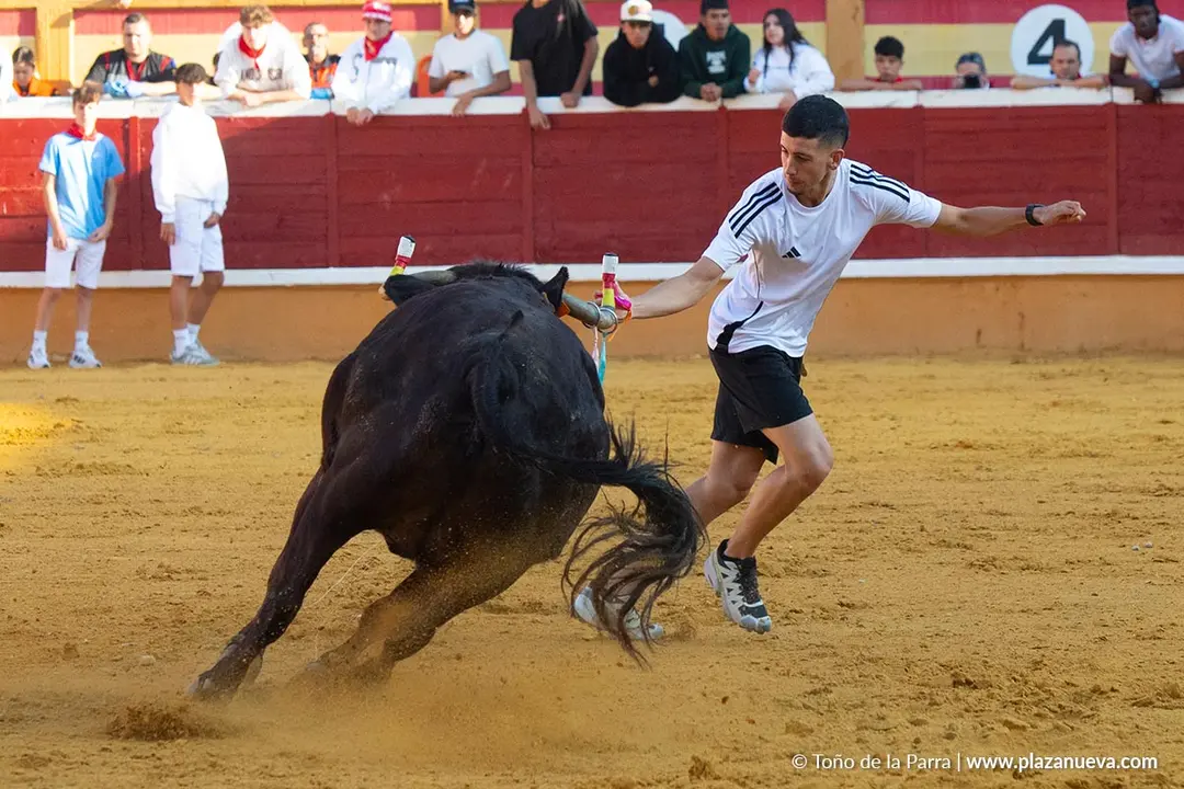Fiestas de Tudela 2026 Suelta de vaquillas d&iacute;a 28 46