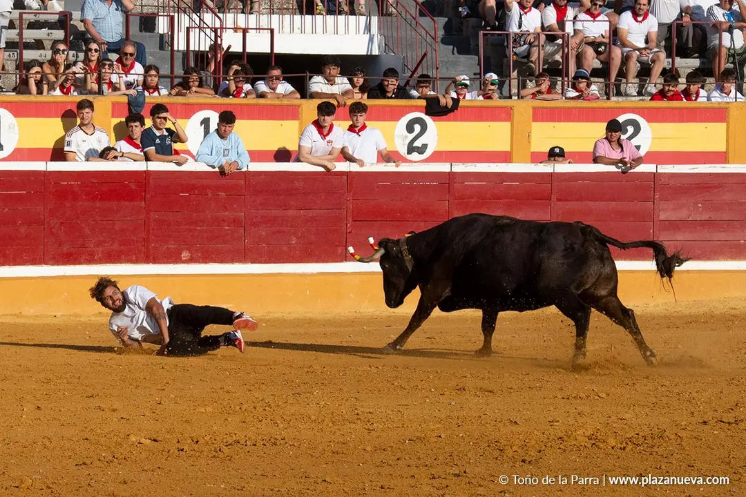 Fiestas de Tudela 2026 Suelta de vaquillas d&iacute;a 28 48