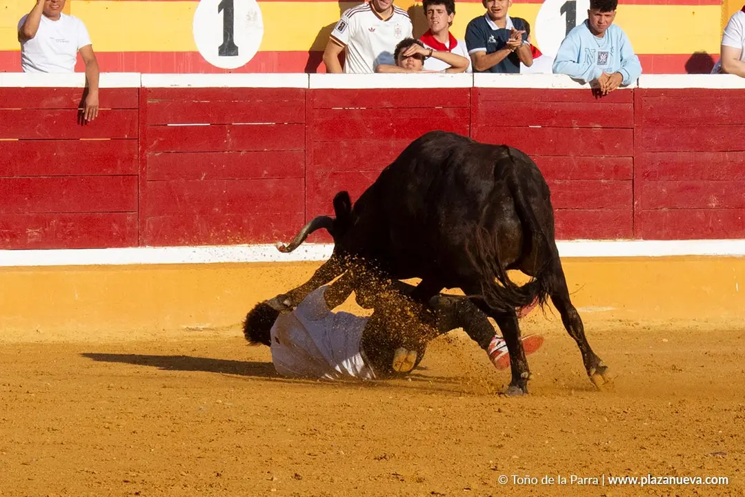 Fiestas de Tudela 2026 Suelta de vaquillas d&iacute;a 28 49