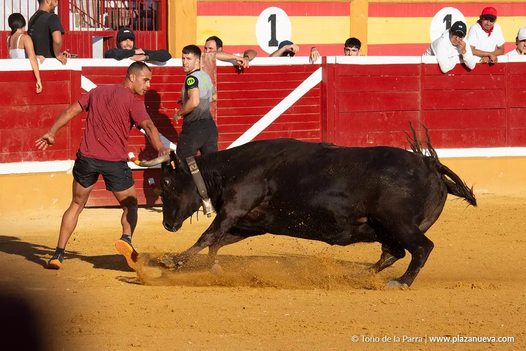 Fiestas de Tudela 2026 Suelta de vaquillas d&iacute;a 28 50