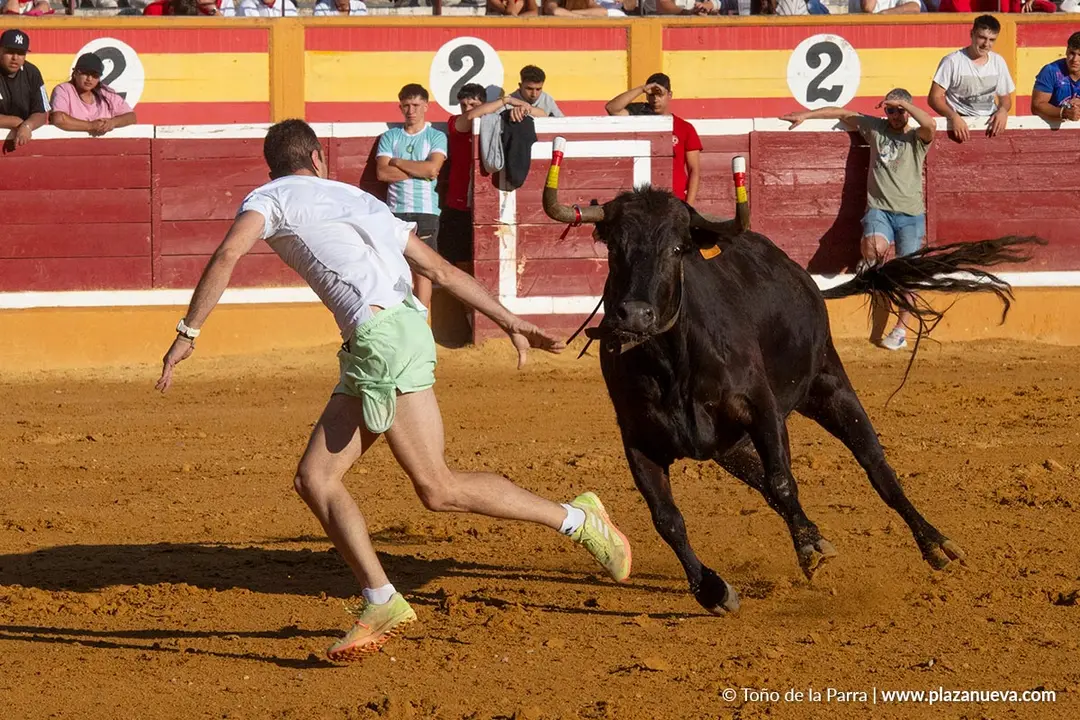 Fiestas de Tudela 2026 Suelta de vaquillas d&iacute;a 28 51