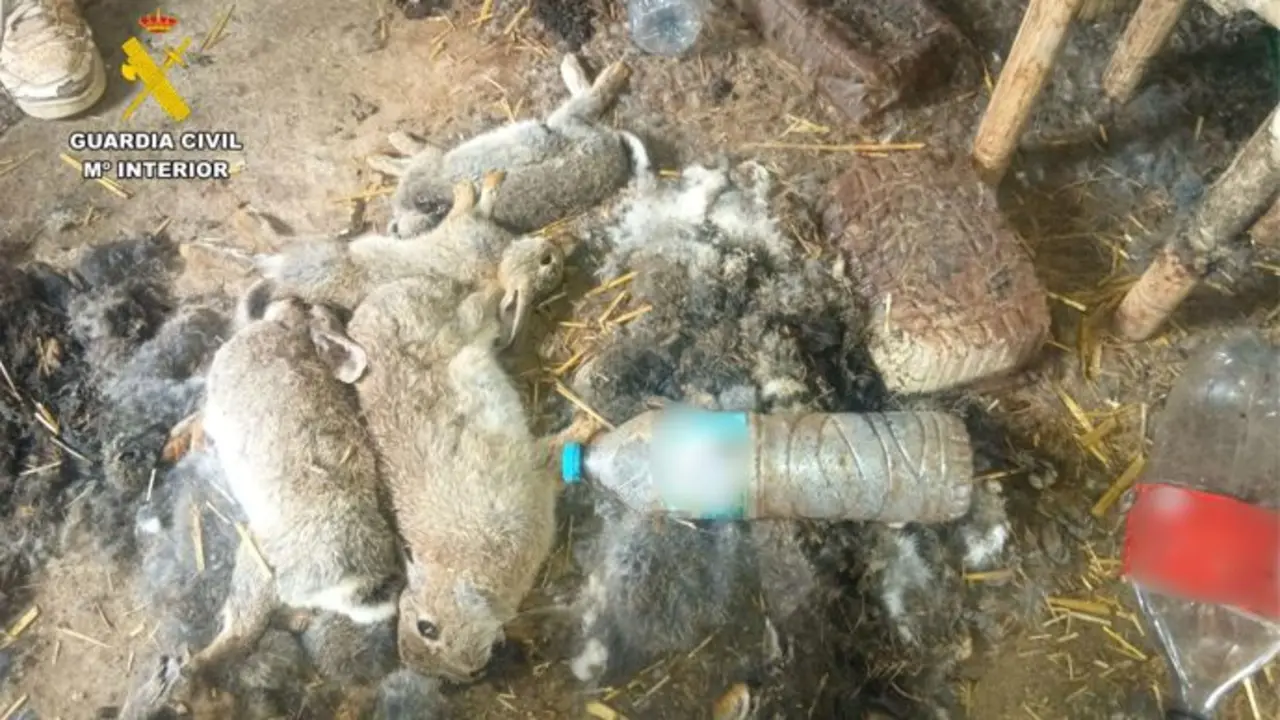 Conejos moribundos hallados en un inmueble de la localidad zaragozana de de &Eacute;pila