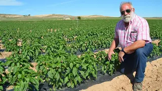 Javier Navarro Moracho, Hortelano 2017, en una de sus plantaciones de pimientos.