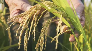 5&ordm; D&iacute;a del Arroz 2018 en Arguedas